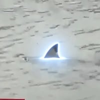 SHARK logo