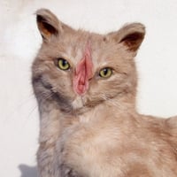 PUSSYCAT