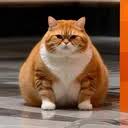 Le Chonk