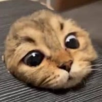 peepcat