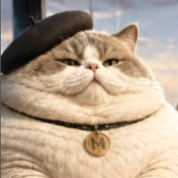 Le gros chaton