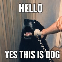 HelloYesThisIsDog