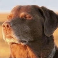 dog with eyes closed