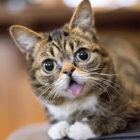 Lil BUB