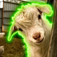 Peekaboo Sheep
