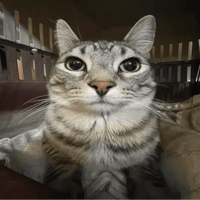 ZAZU the staring Cat