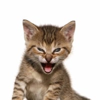 Roaring Kitty