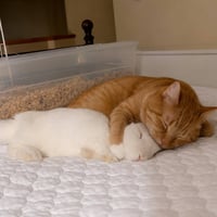 THE ORANGE CAT