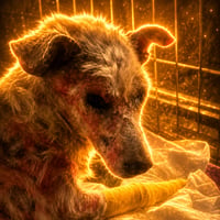 Fluffy The Survivor