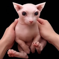 bingus