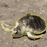 Pancake the sea turtle