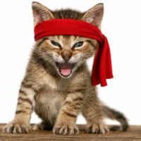 Rambo Kitten logo