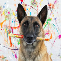 The Painting Dog