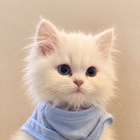 Cat & Tee