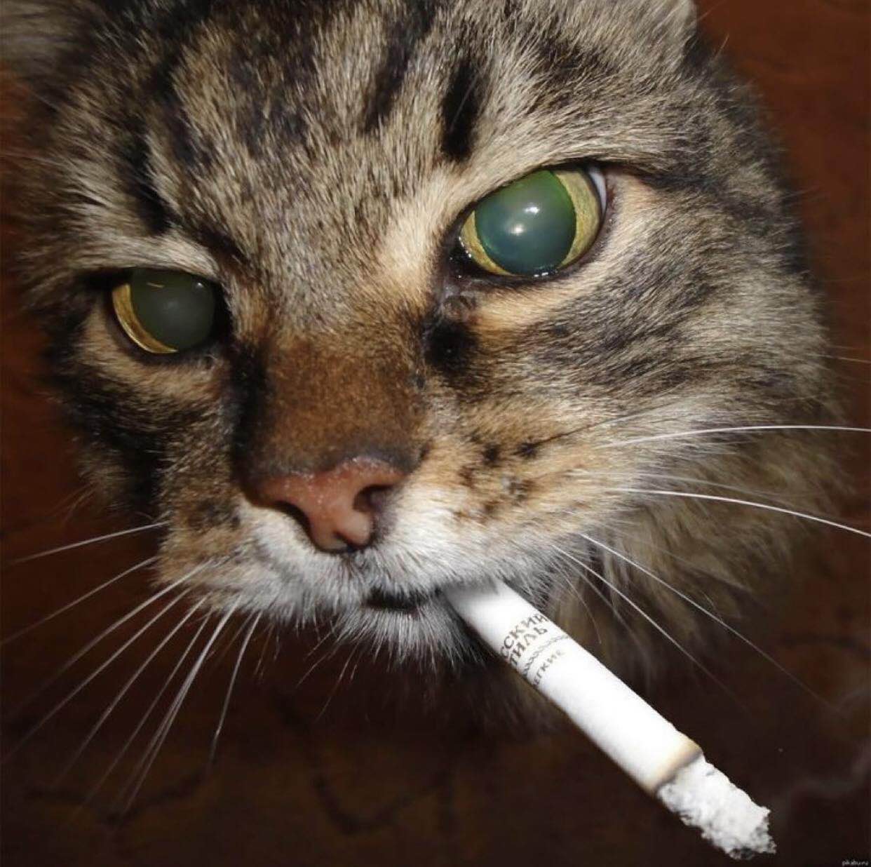 Котик с сигаретой