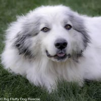 Ansem The Dog