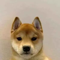 The Shiba Inu Fund logo