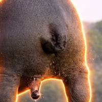 Shit Piss Hippo