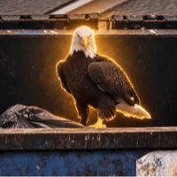 The Ozymandian Eagle