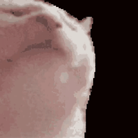 Vibe Cat logo