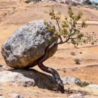 despite the burdens of life