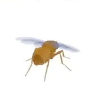Fly