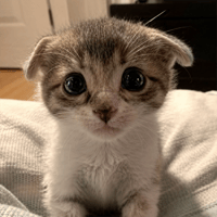 Trilly The Cat