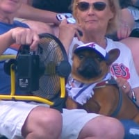 Dunkin The Chill Frenchie