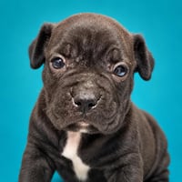 Elon Musk's New Adopted Dog