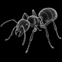 ANT logo
