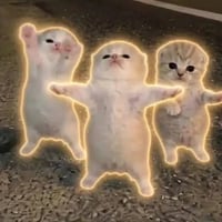Jeddah Cats
