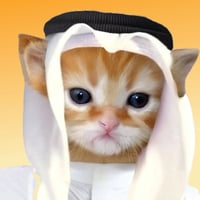 Habibi Cat