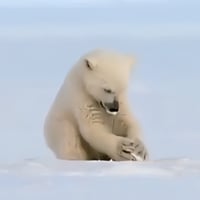 The Playful Cub