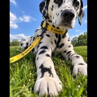 Offchain Dog