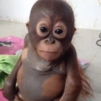 Budi