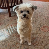 Noel the Two Legged Dog