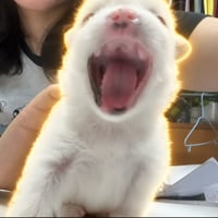 POPDOG
