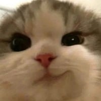 Smirk Cat