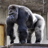 Shabani 