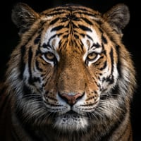 Altai the Tiger