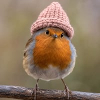 RobinWifHat