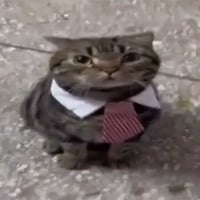 Marketcat
