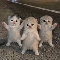 The Three Gatitos