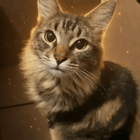 Jacobian Cat