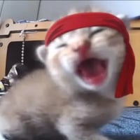 The Roaring Kitty