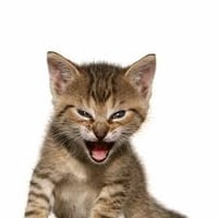 Roaring Kitty