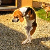The Two Legged Dog