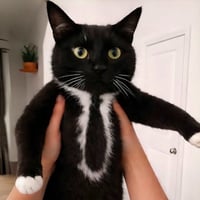 CAT WIF SUIT