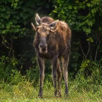 Justice For The Troy Moose
