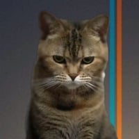Beancat